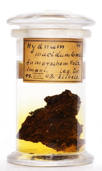 Vorschaubild Hydnum mucidum Pers. ex J.F.Gmel.